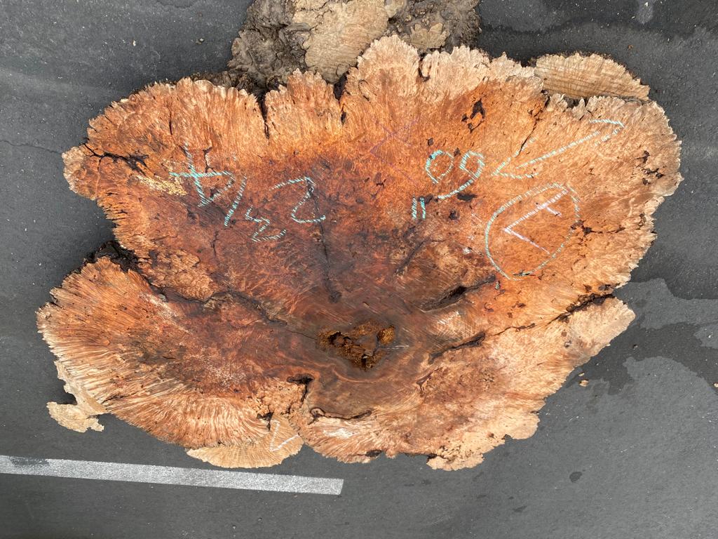 Buy Best quality Maple Burls 2 3/4 x60”” # No.7