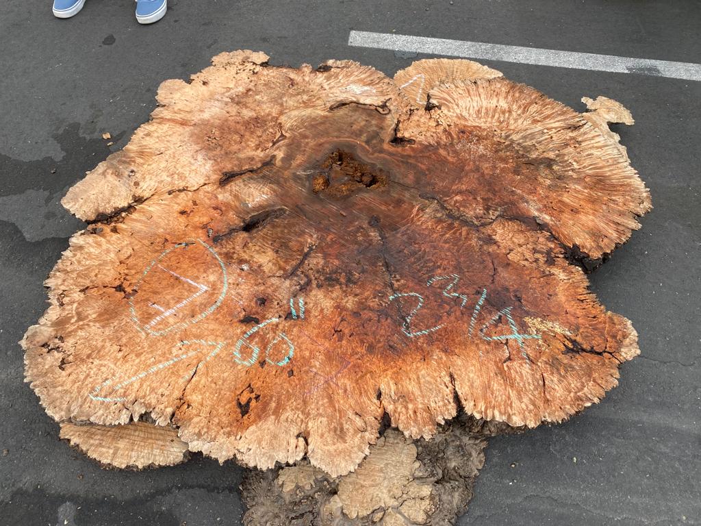 Buy Best quality Maple Burls 2 3/4 x60”” # No.7