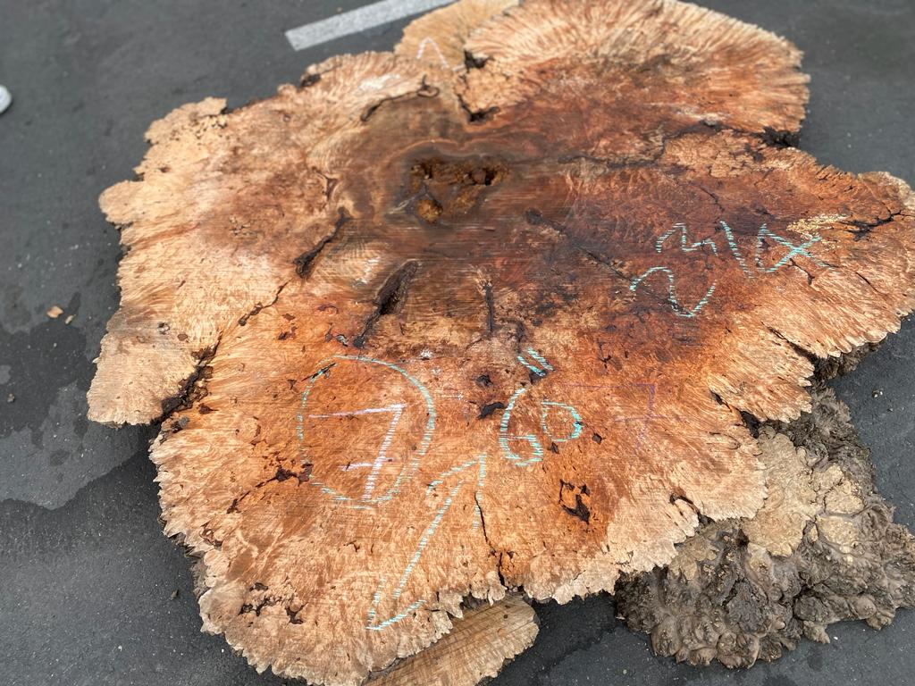 Buy Best quality Maple Burls 2 3/4 x60”” # No.7