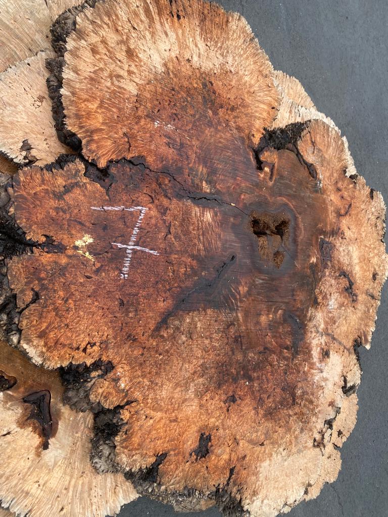 Buy Best quality Maple Burls 2 3/4 x60”” # No.7
