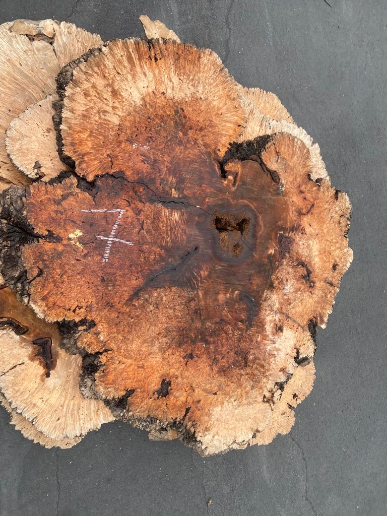 best maple burl slab distributor