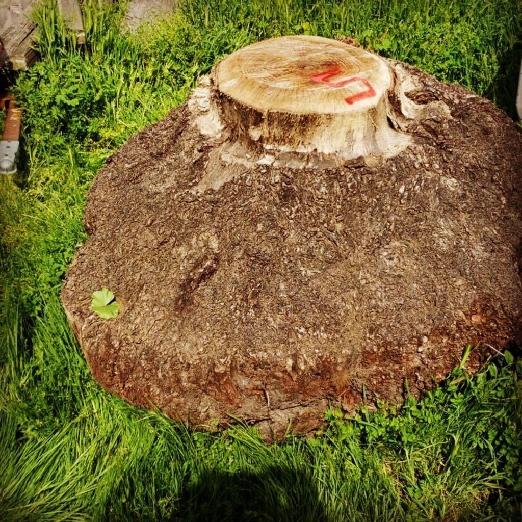 Claro walnut Burl’ near me