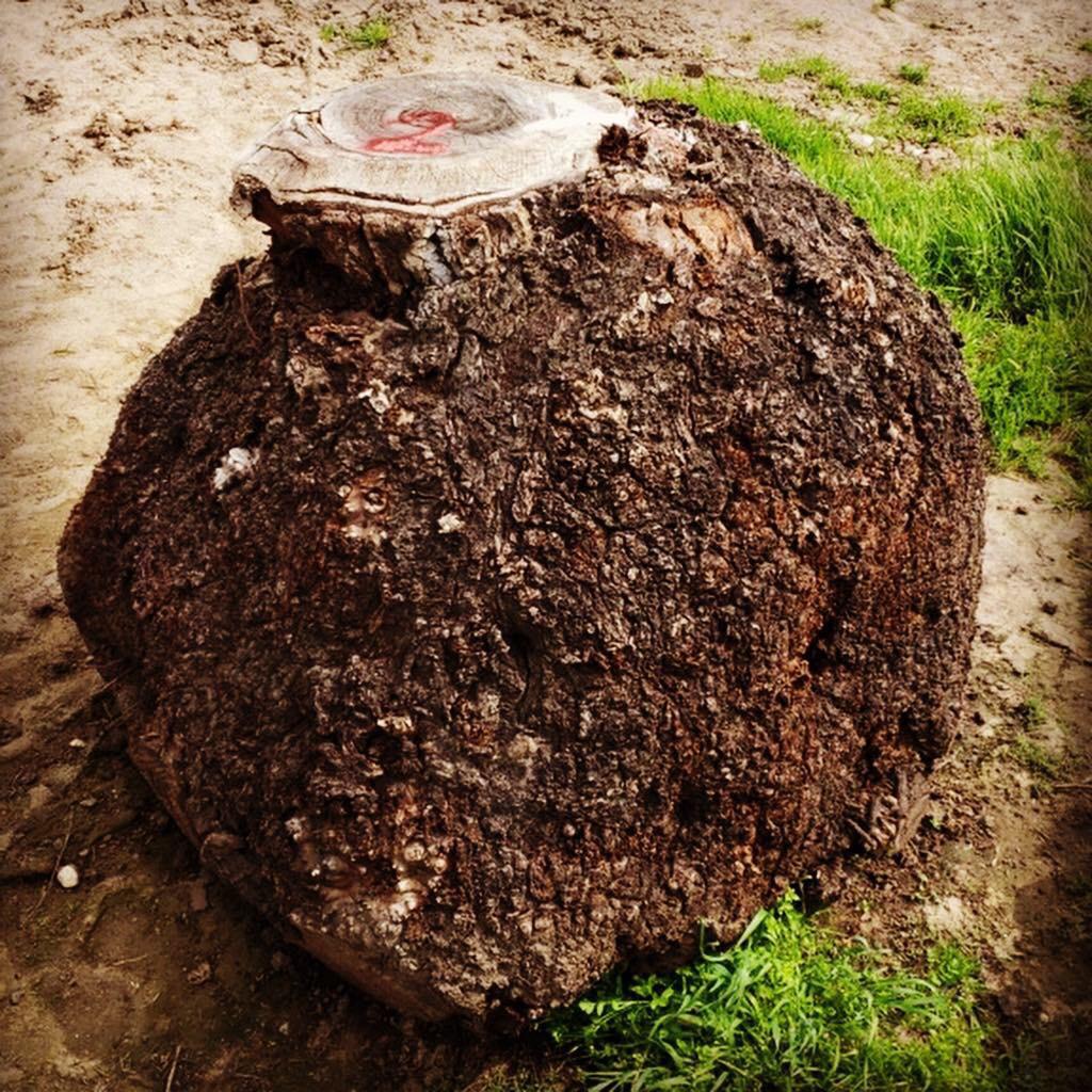Claro walnut Burl’s