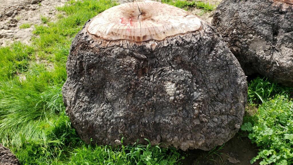 Claro walnut Burl’s