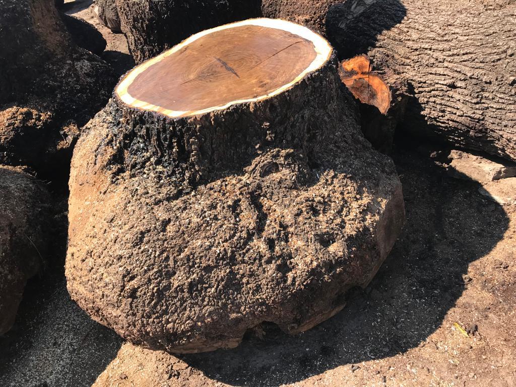 Claro walnut Burl’s