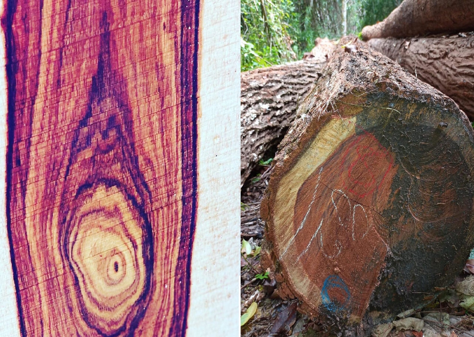 Granadillo : the wood that every wood worker should have .