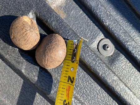 Buy the best Tagua Nut / Ivory 1.50” - 2 inch I 10 pieces I Jumbo pieces I Big one  Tagua nuts are non-toxic, eco-friendly, and long-lasting. Buy the Best Tagua Nut / Ivory from California Exotic Hardwoods.
