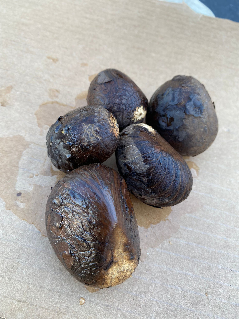 Tagua Nut / Ivory  / 1.25 inch - 2 inch  / 10 Pieces Bundle