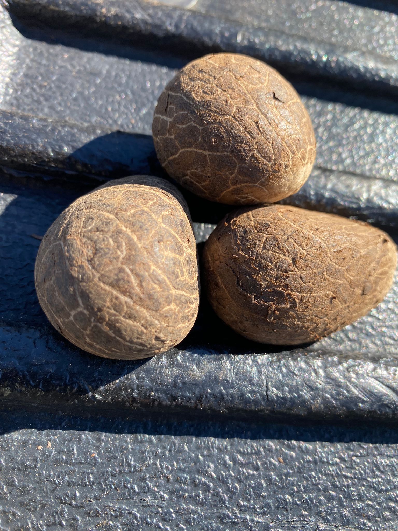 Buy the best Tagua Nut / Ivory 1.50” - 2 inch I 10 pieces I Jumbo pieces I Big one  Tagua nuts are non-toxic, eco-friendly, and long-lasting. Buy the Best Tagua Nut / Ivory from California Exotic Hardwoods.