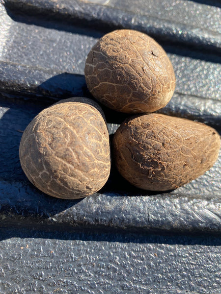 Buy the best Tagua Nut / Ivory 1.50” - 2 inch I 10 pieces I Jumbo pieces I Big one  Tagua nuts are non-toxic, eco-friendly, and long-lasting. Buy the Best Tagua Nut / Ivory from California Exotic Hardwoods.