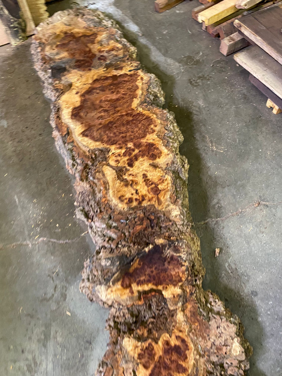 Cotton Wood Live Edge Slabs