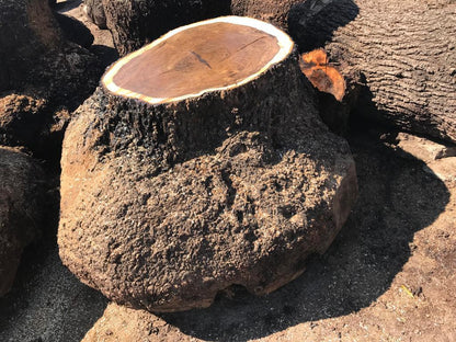Claro walnut Burl’s
