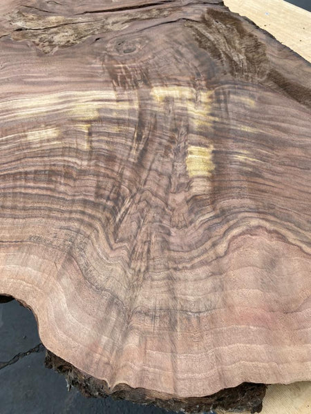 Claro Walnut Burls# No.1 (Bell Shaped)